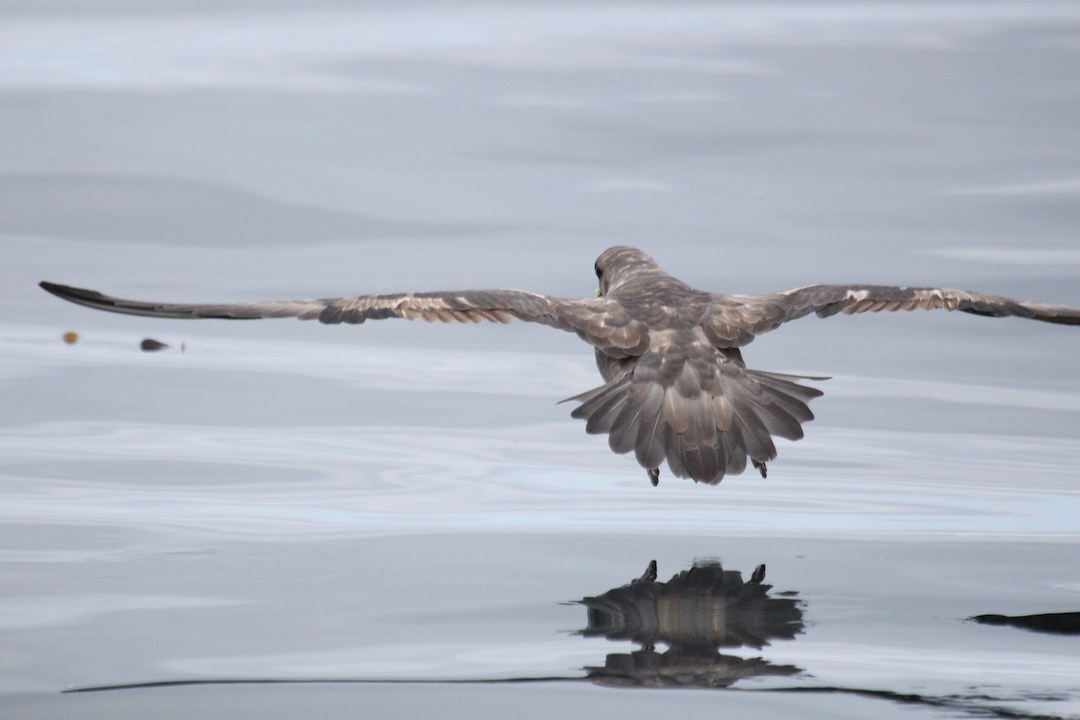 Fulmar boréal - ML646954280
