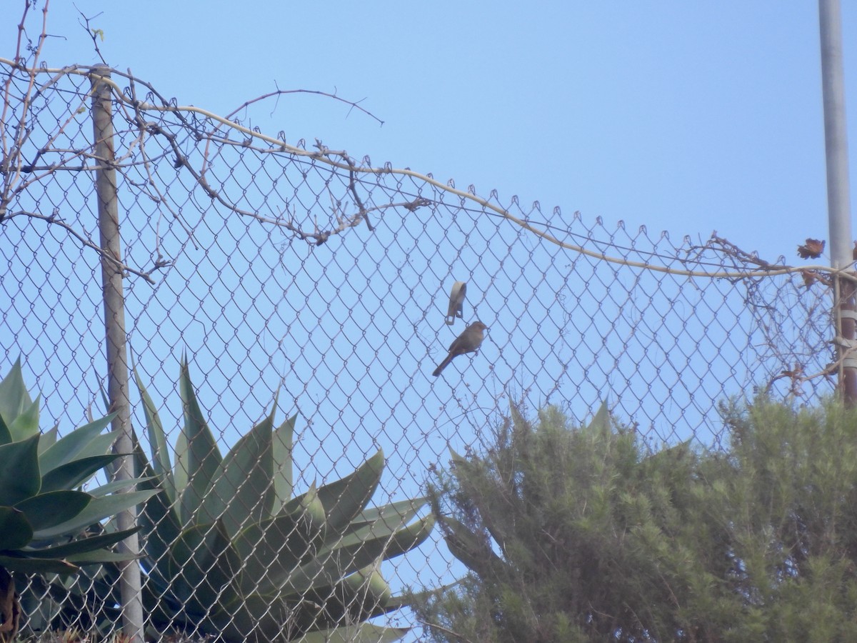 California Towhee - ML646954282