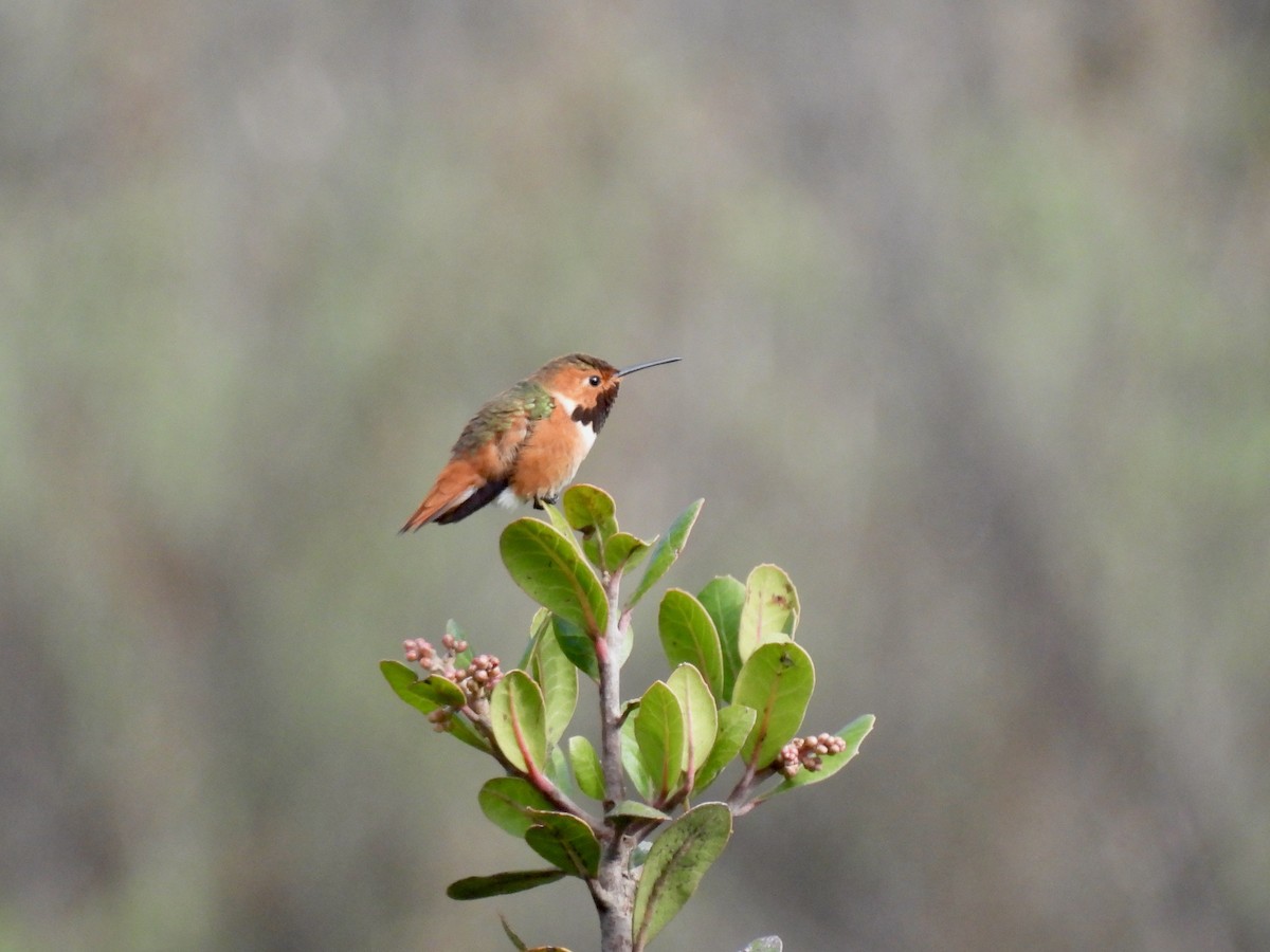 Allen's Hummingbird - ML646954284