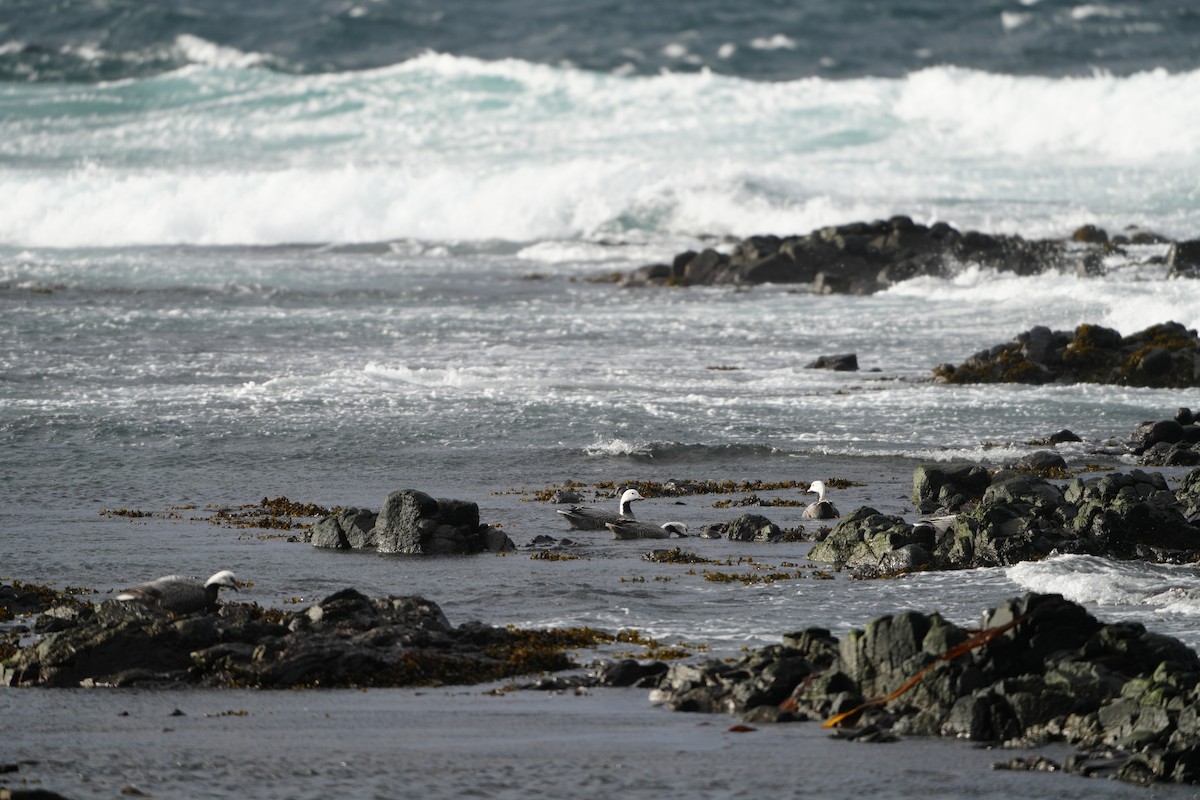 Emperor Goose - ML646954285