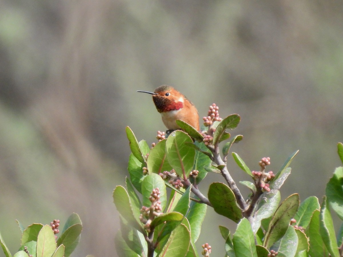 Allen's Hummingbird - ML646954286