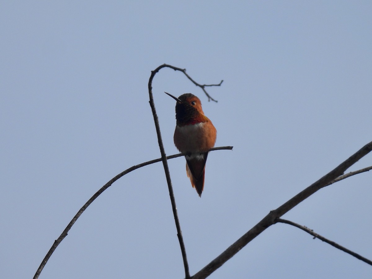 Allen's Hummingbird - ML646954290