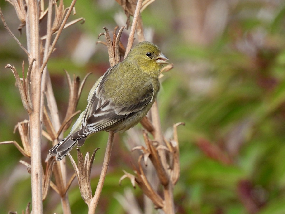 Lesser Goldfinch - ML646954292
