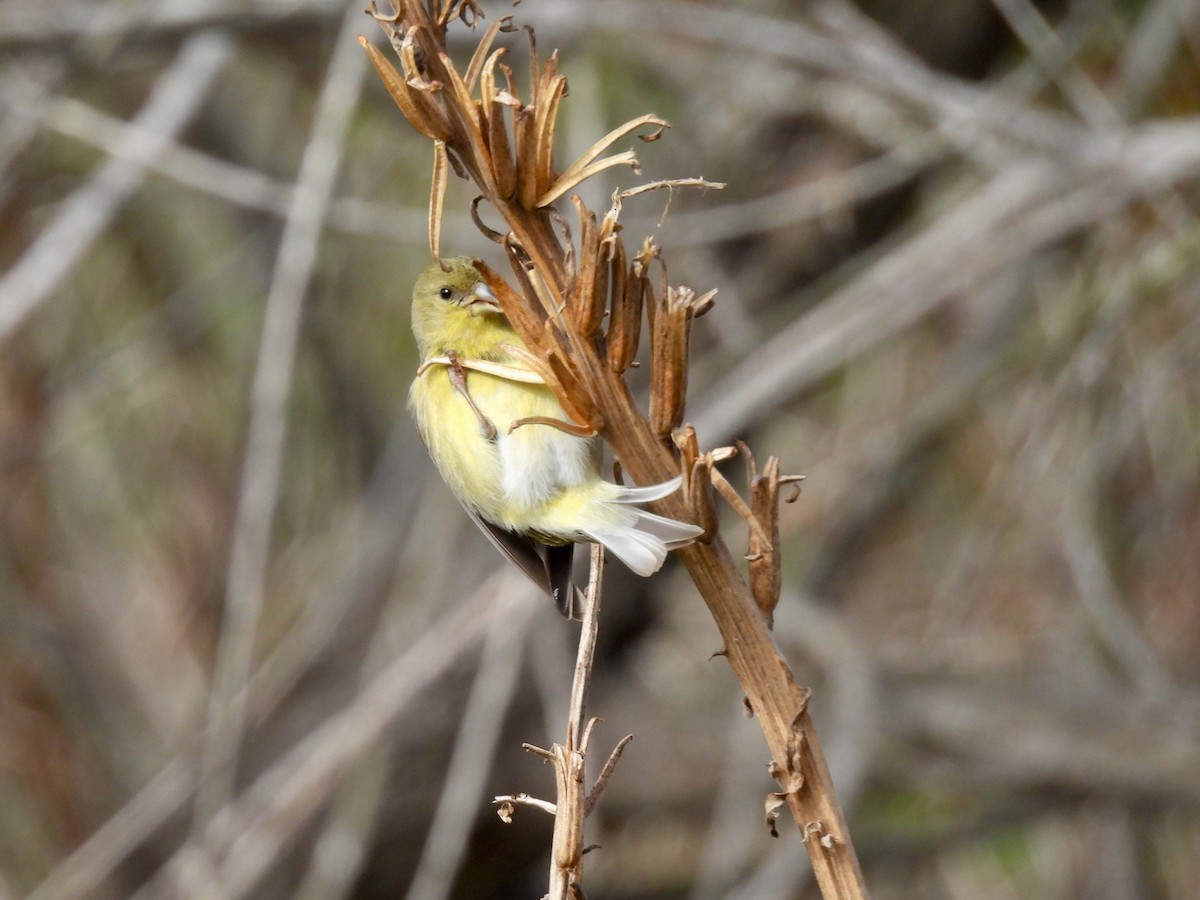 Lesser Goldfinch - ML646954293