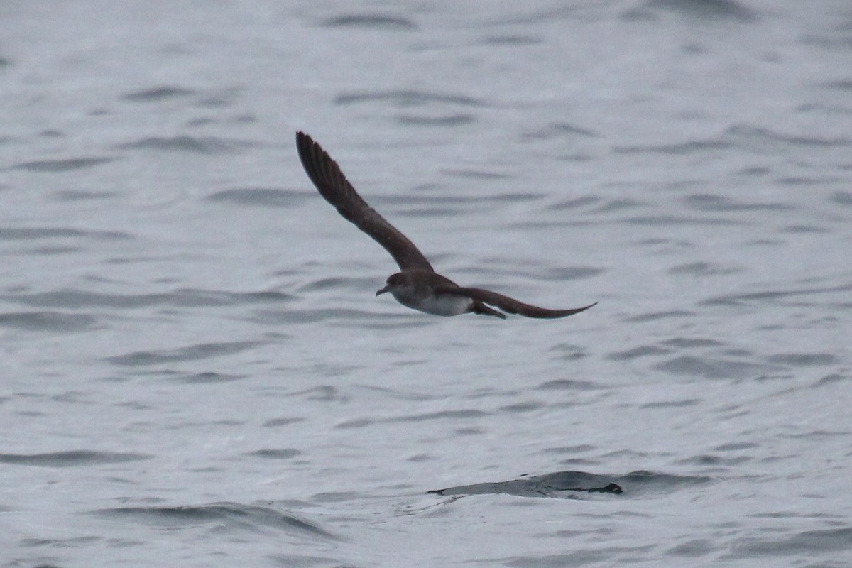 Puffin cul-noir - ML646954294