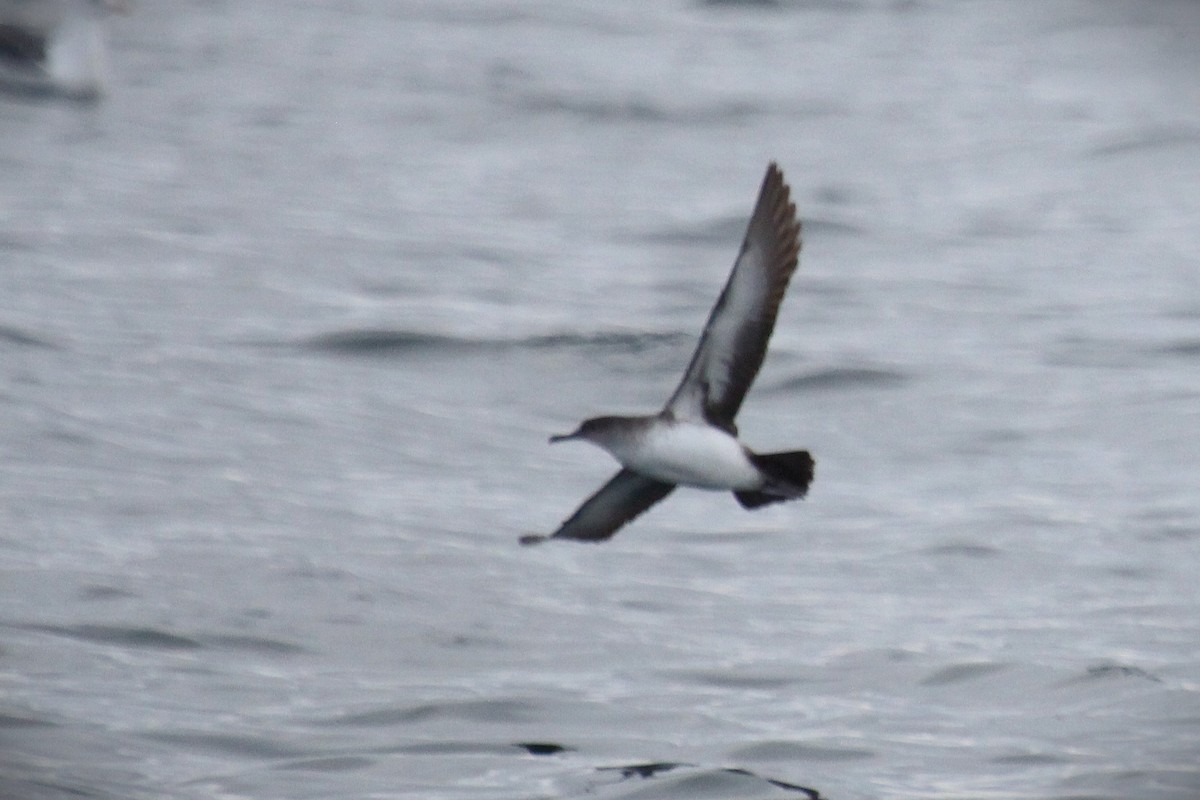 Puffin cul-noir - ML646954295