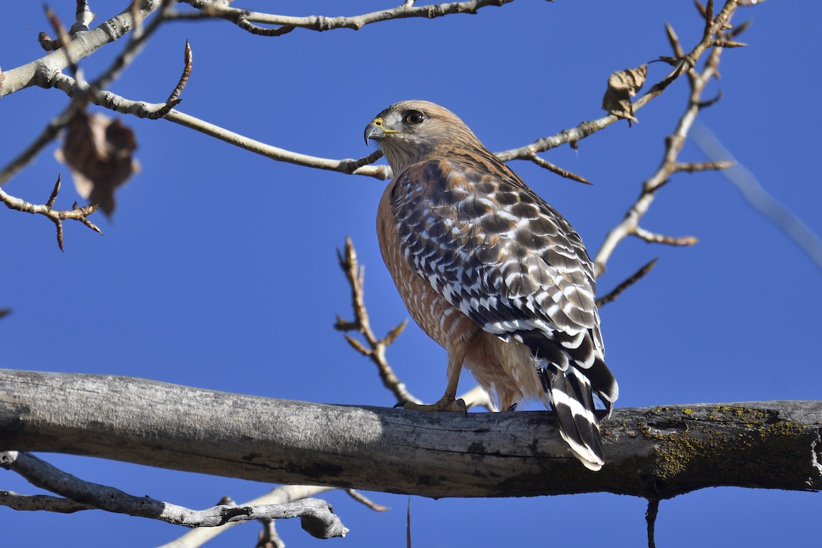 Rotschulterbussard - ML646954298