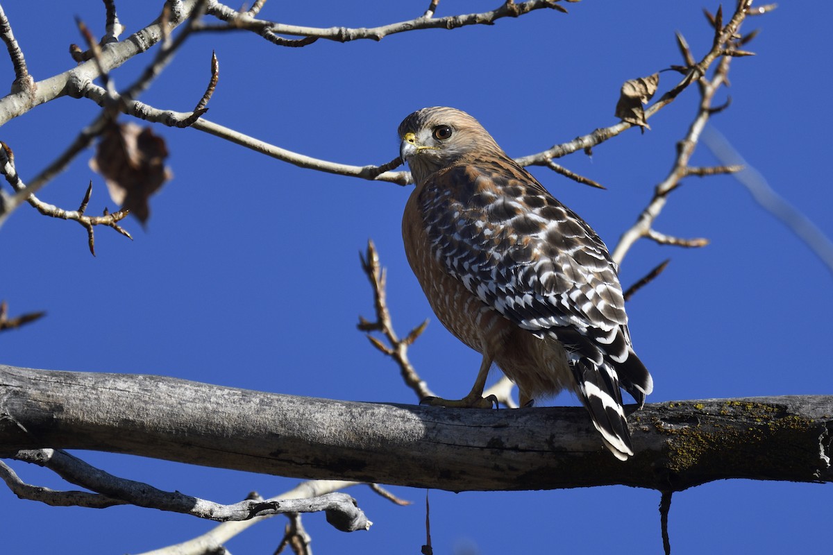 Rotschulterbussard - ML646954299