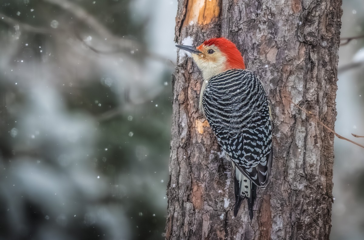 datel karolínský - ML646954301