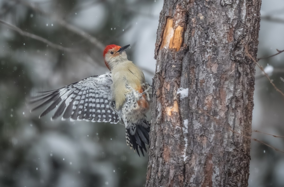 datel karolínský - ML646954302