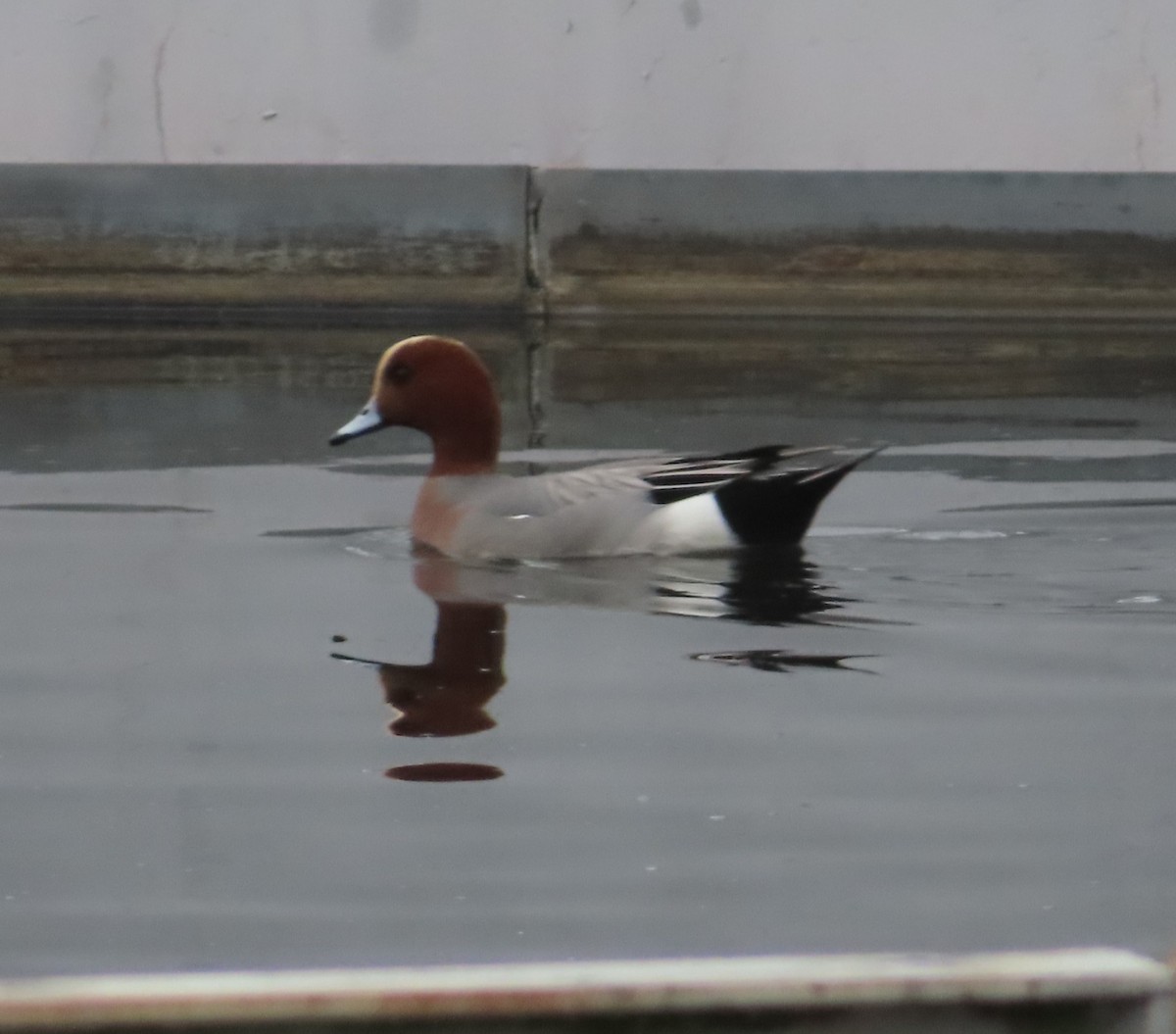 Eurasian Wigeon - ML646954303