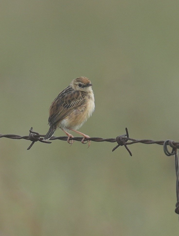 Wing-snapping Cisticola (Wing-snapping) - ML646954304