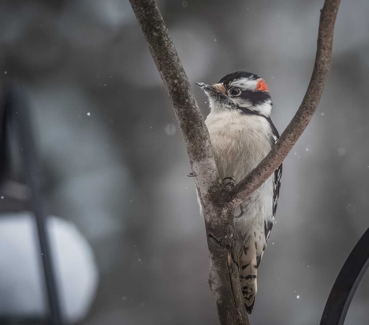Downy Woodpecker - ML646954305