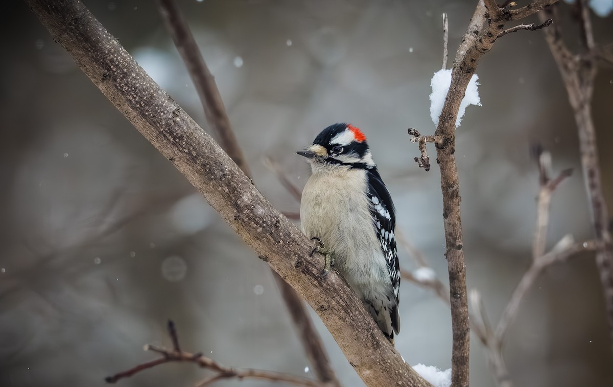 Downy Woodpecker - ML646954306