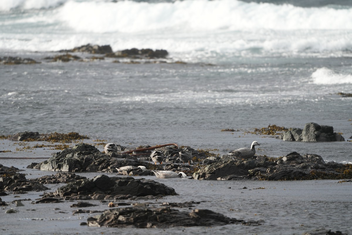 Emperor Goose - ML646954307