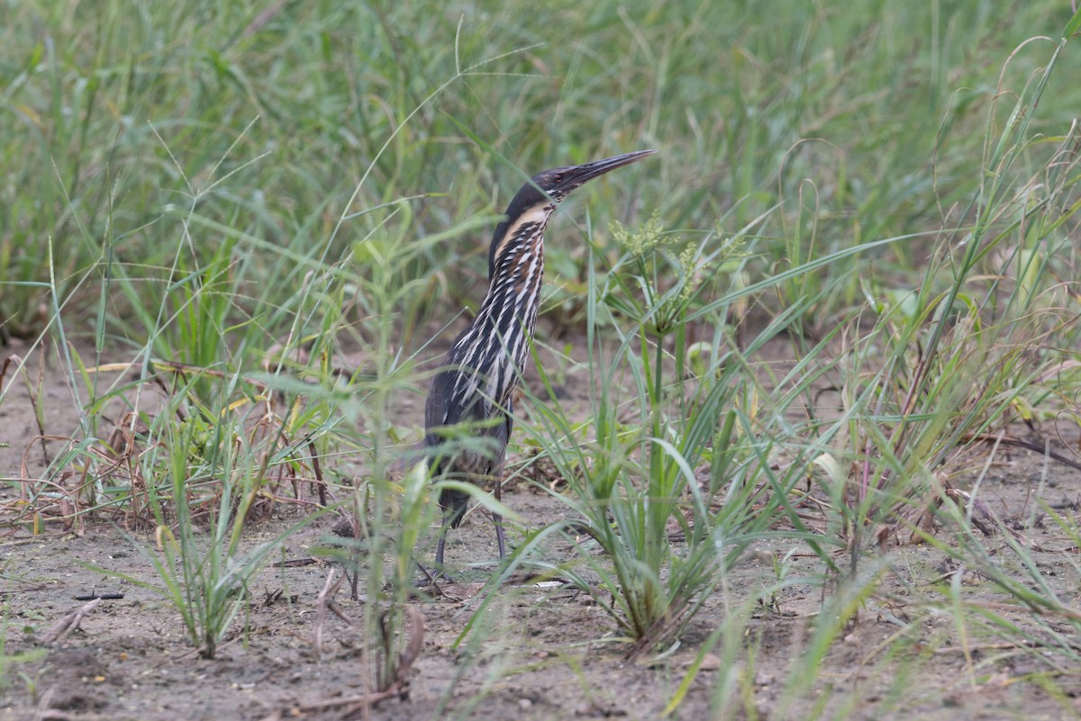 Schwarzdommel - ML646954308