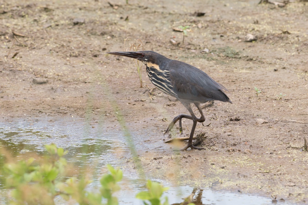 Schwarzdommel - ML646954309