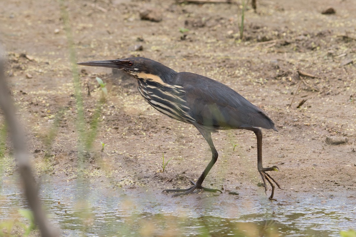 Schwarzdommel - ML646954310