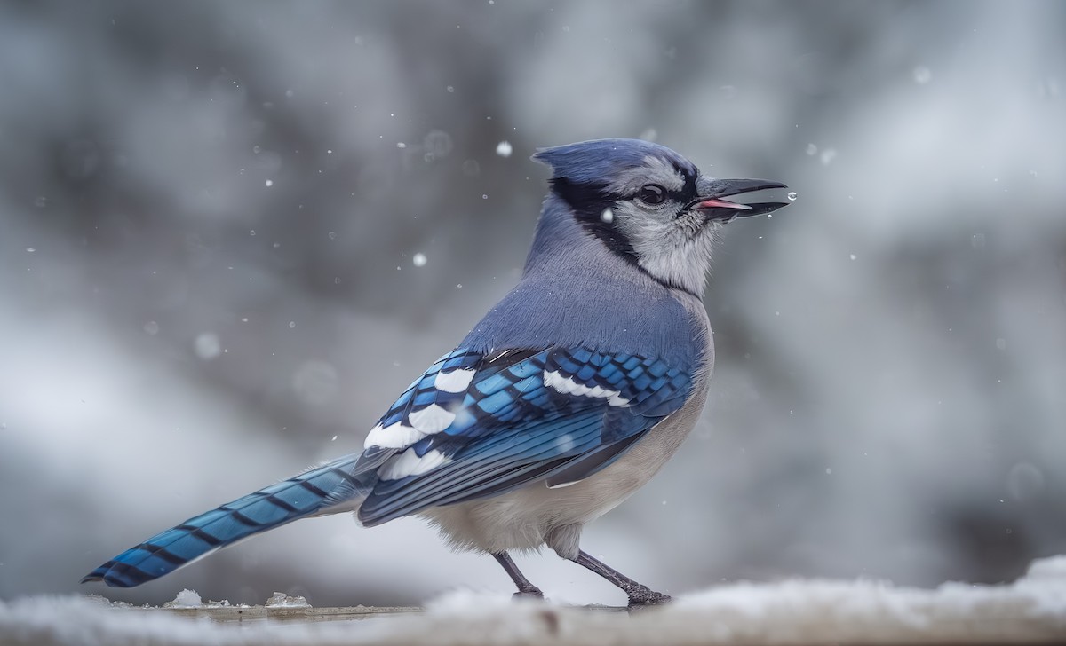 Blue Jay - ML646954312