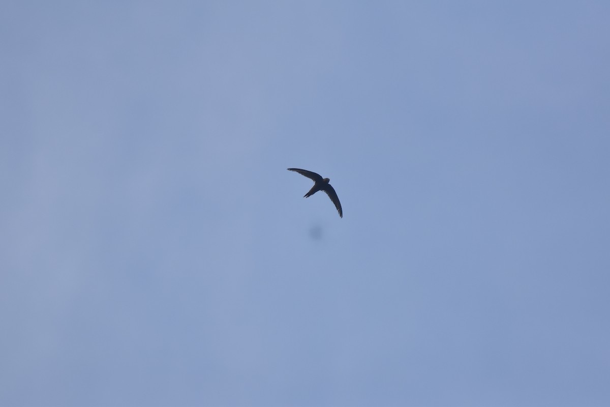 Indian Swiftlet - ML646954313