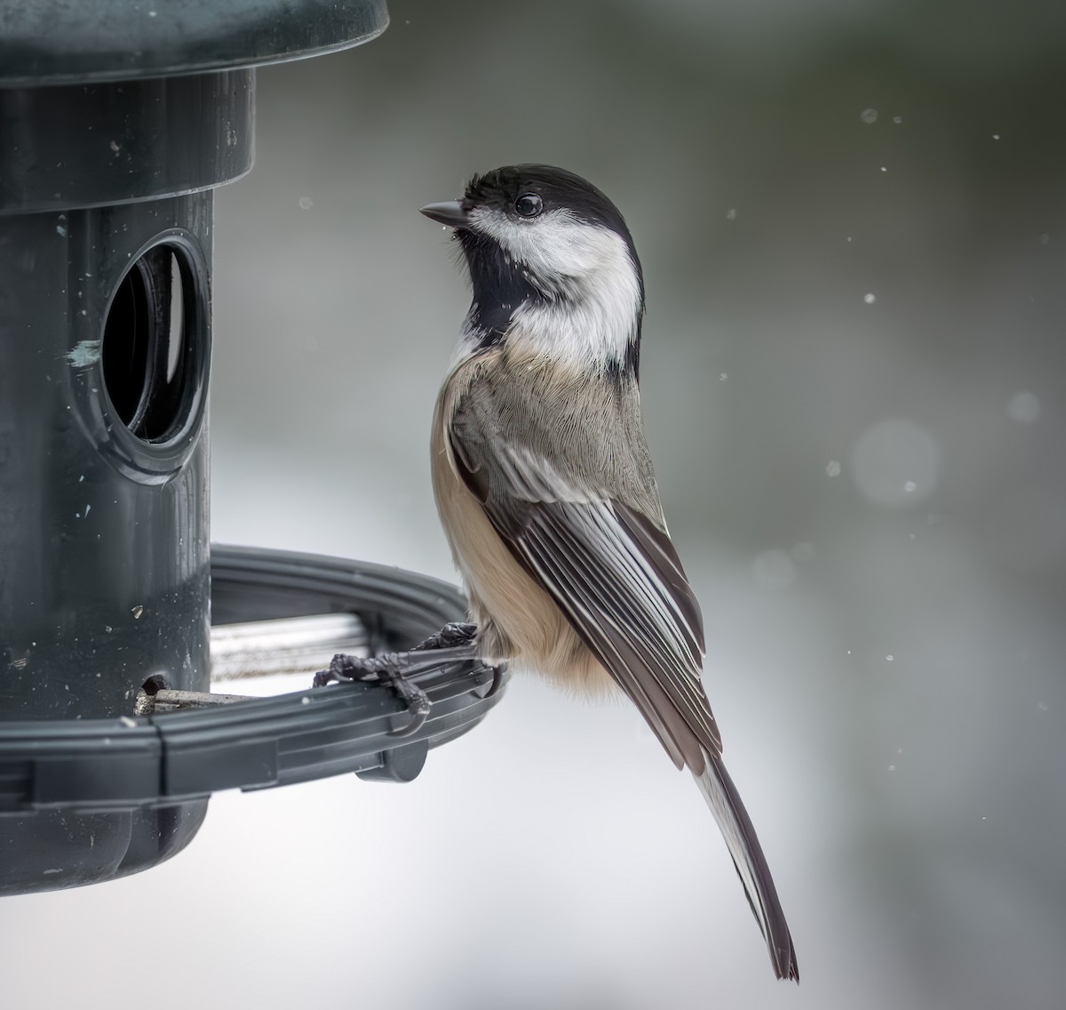 sýkora černohlavá - ML646954314