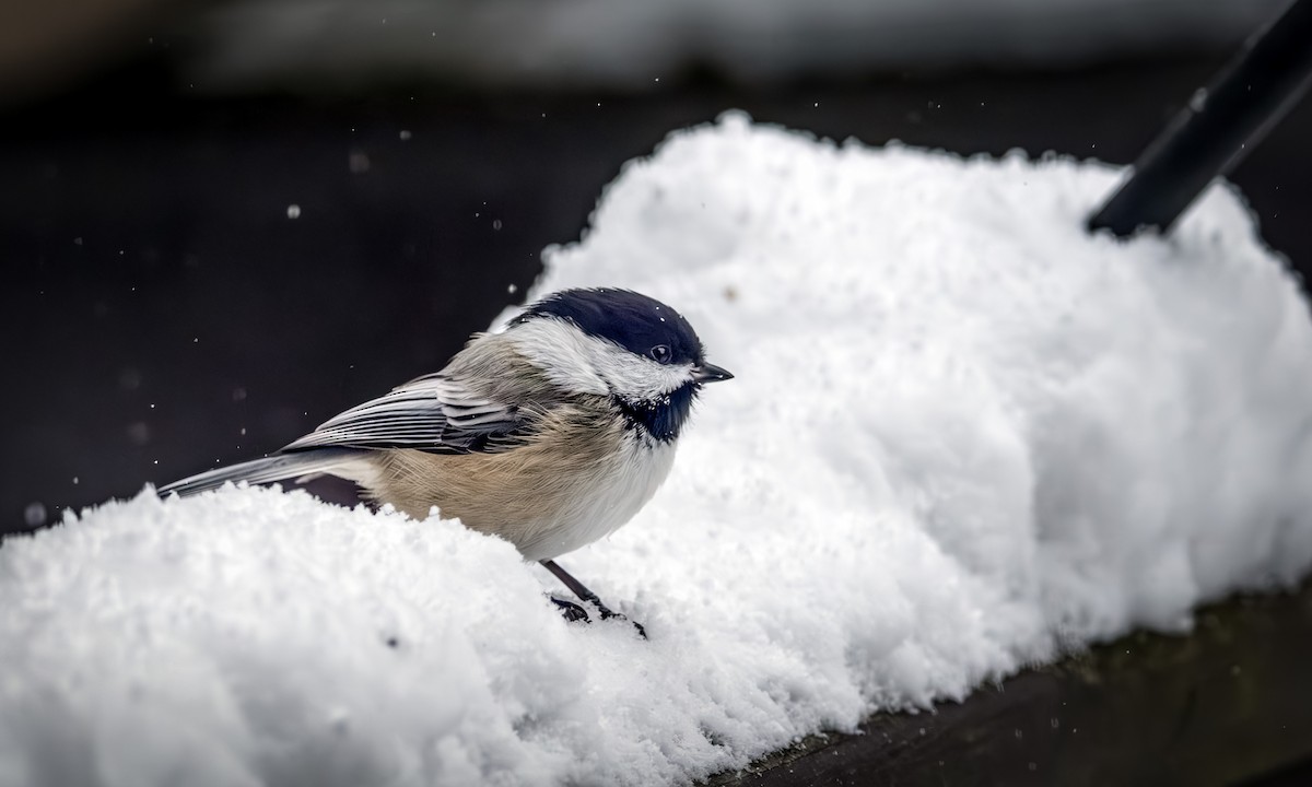 sýkora černohlavá - ML646954315