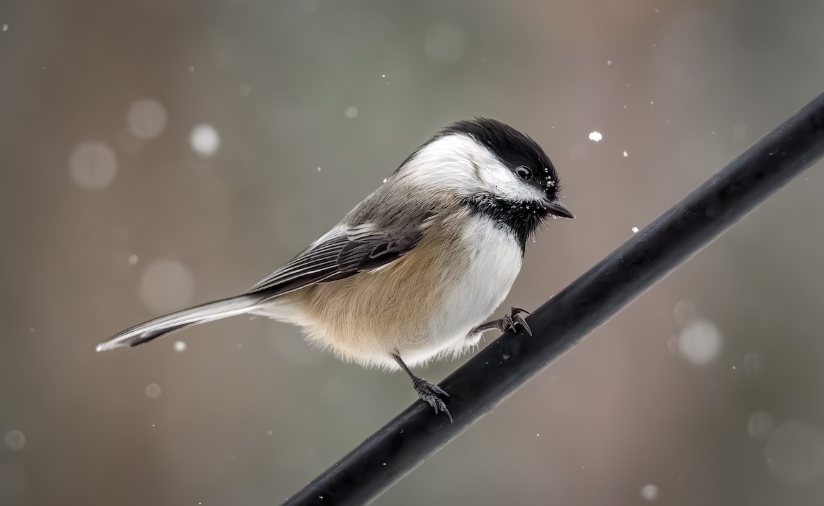 sýkora černohlavá - ML646954316