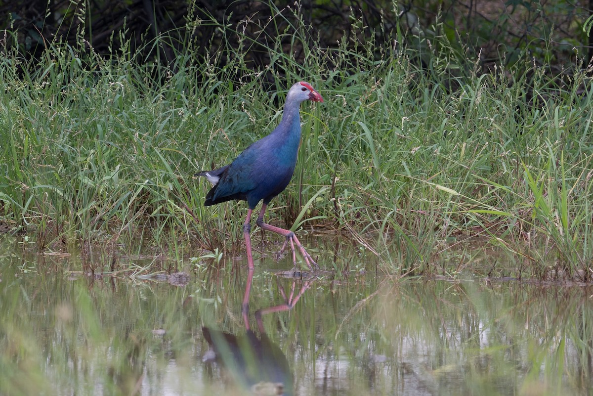 Graukopf-Purpurhuhn - ML646954318