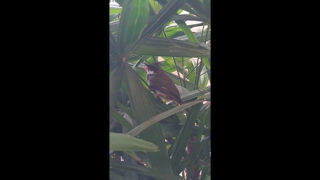 Red-whiskered Bulbul - ML646954322