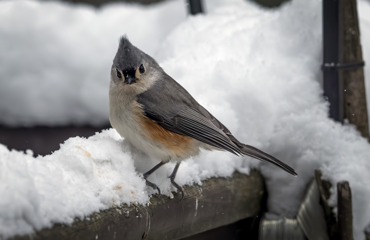 sýkora rezavoboká - ML646954323