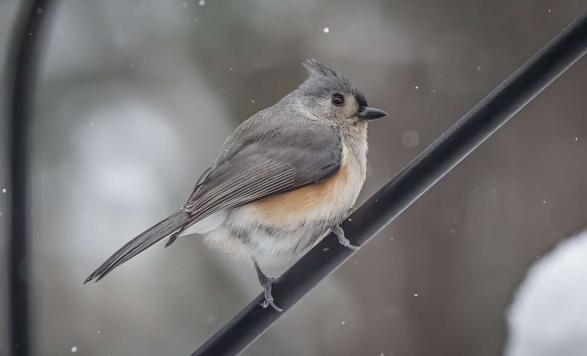 sýkora rezavoboká - ML646954324