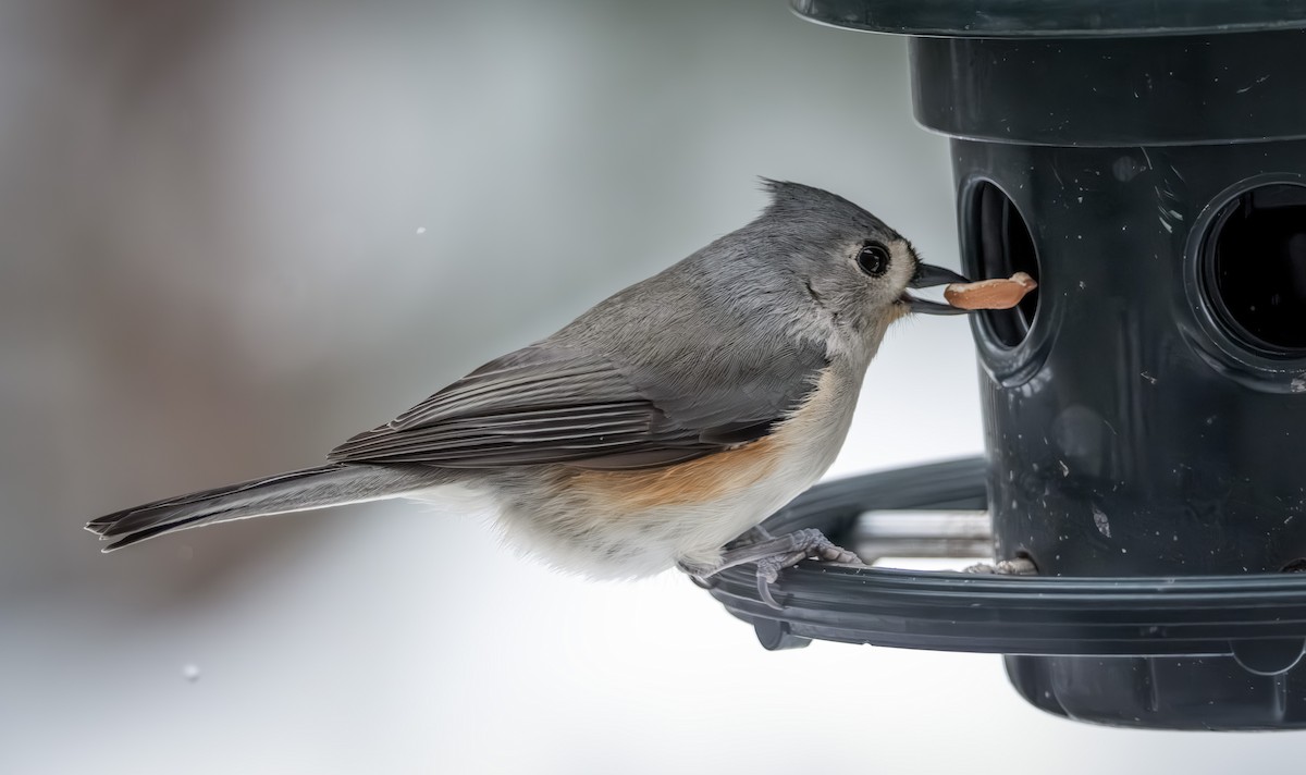 sýkora rezavoboká - ML646954325