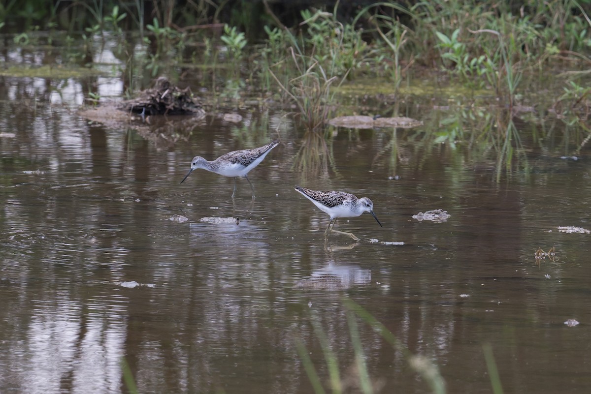 Teichwasserläufer - ML646954327