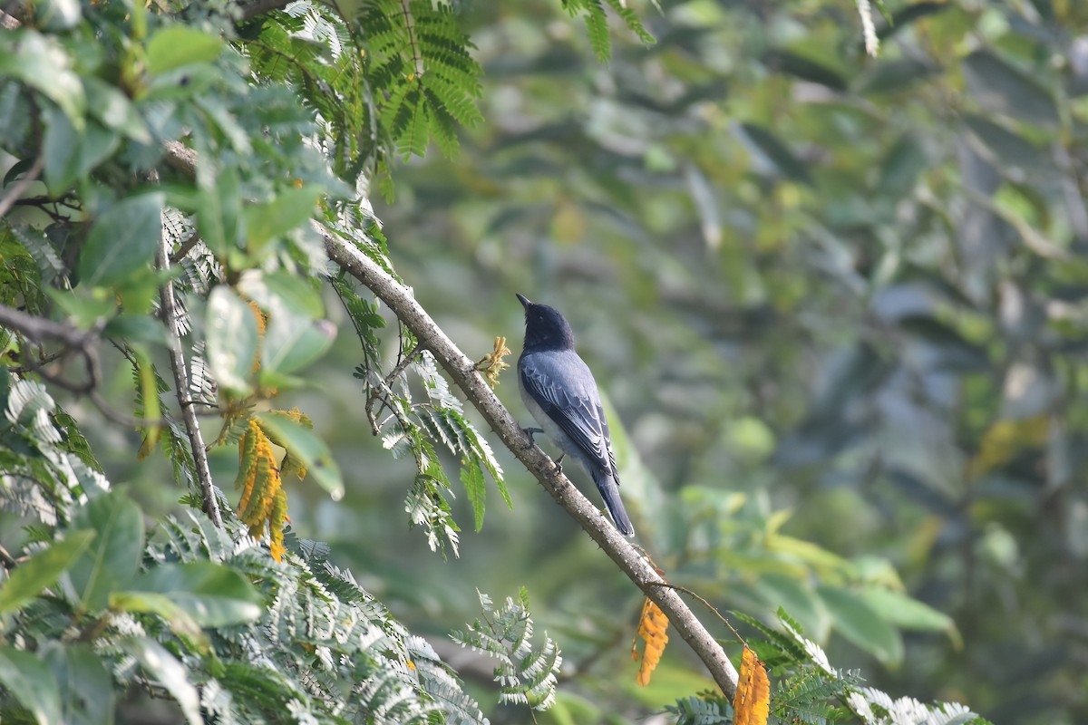 svarthodelarveeter - ML646954328