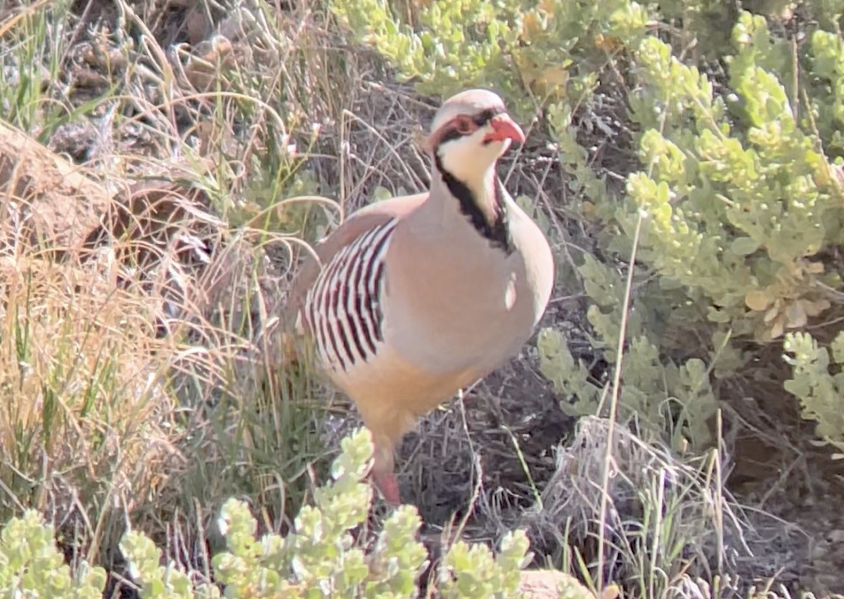 Chukar - ML646954329