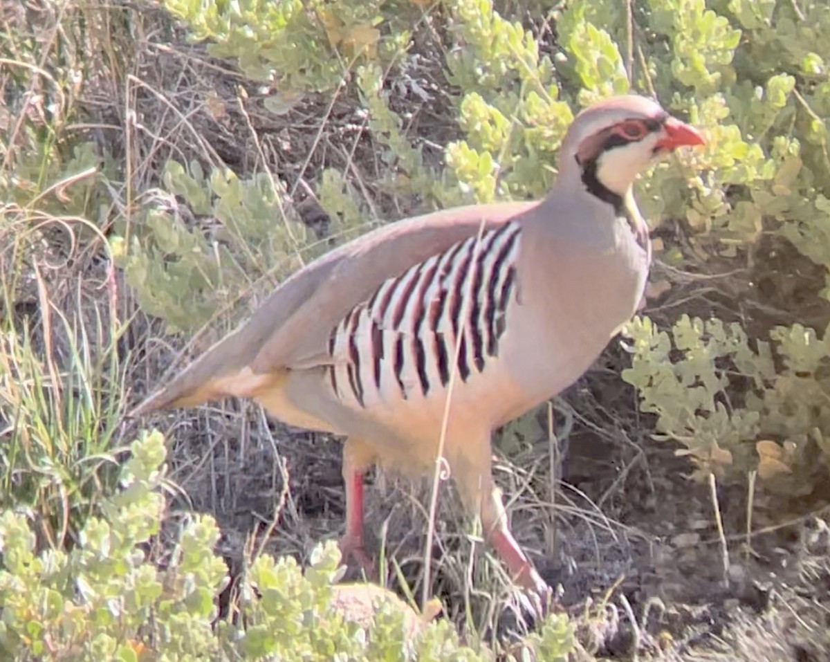 Chukar - ML646954330