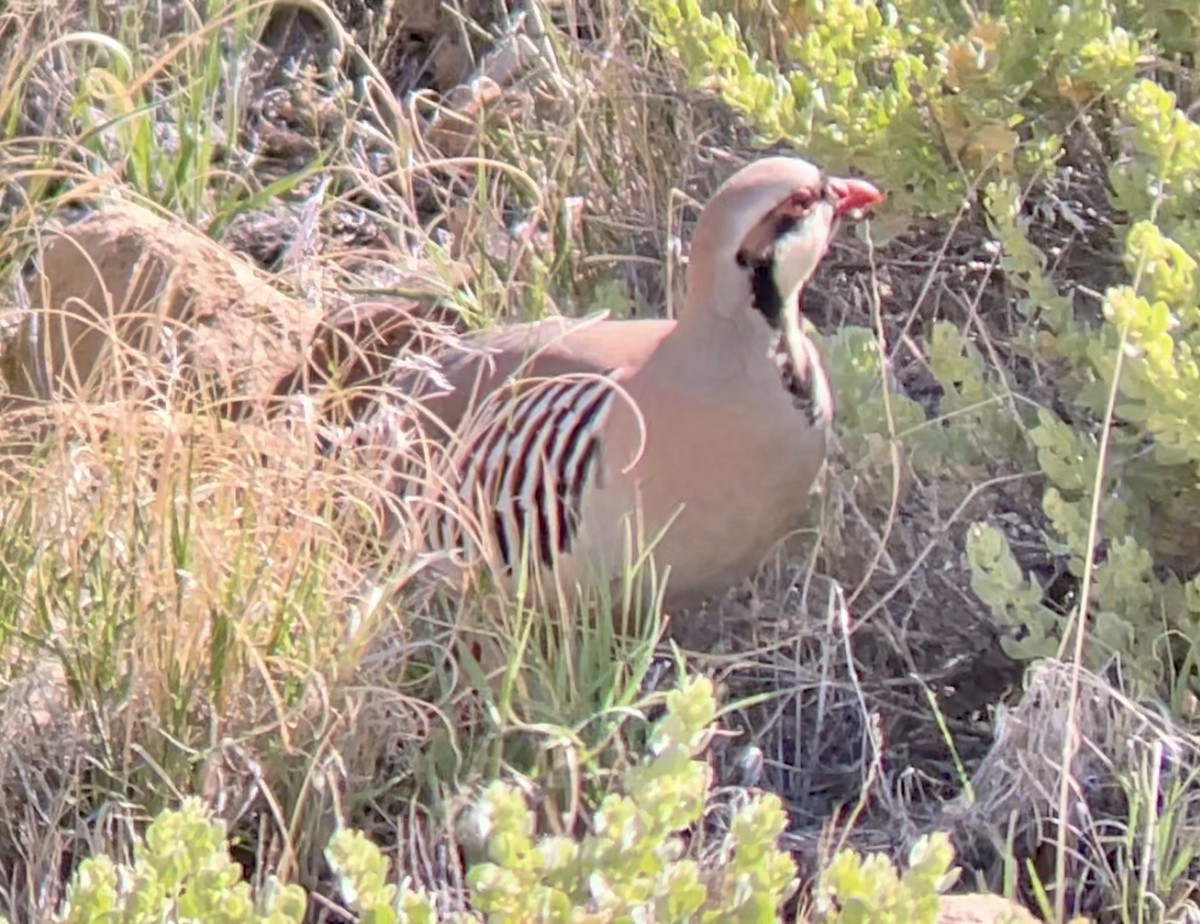 Chukar - ML646954331