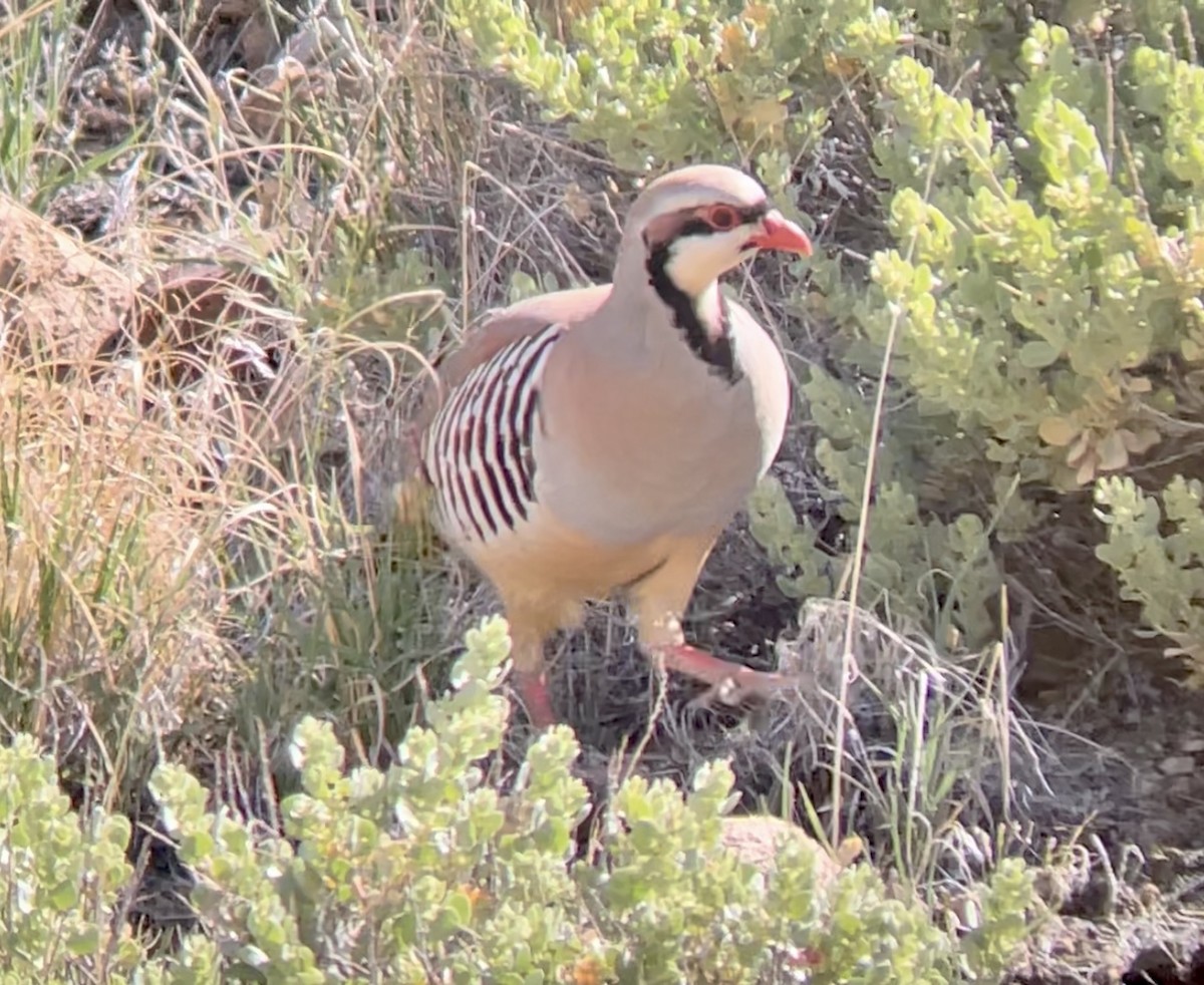 Chukar - ML646954332