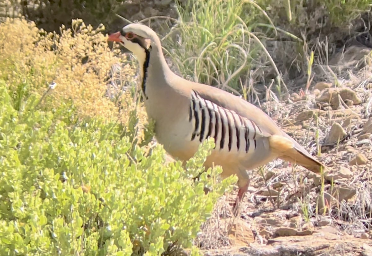 Chukar - ML646954333