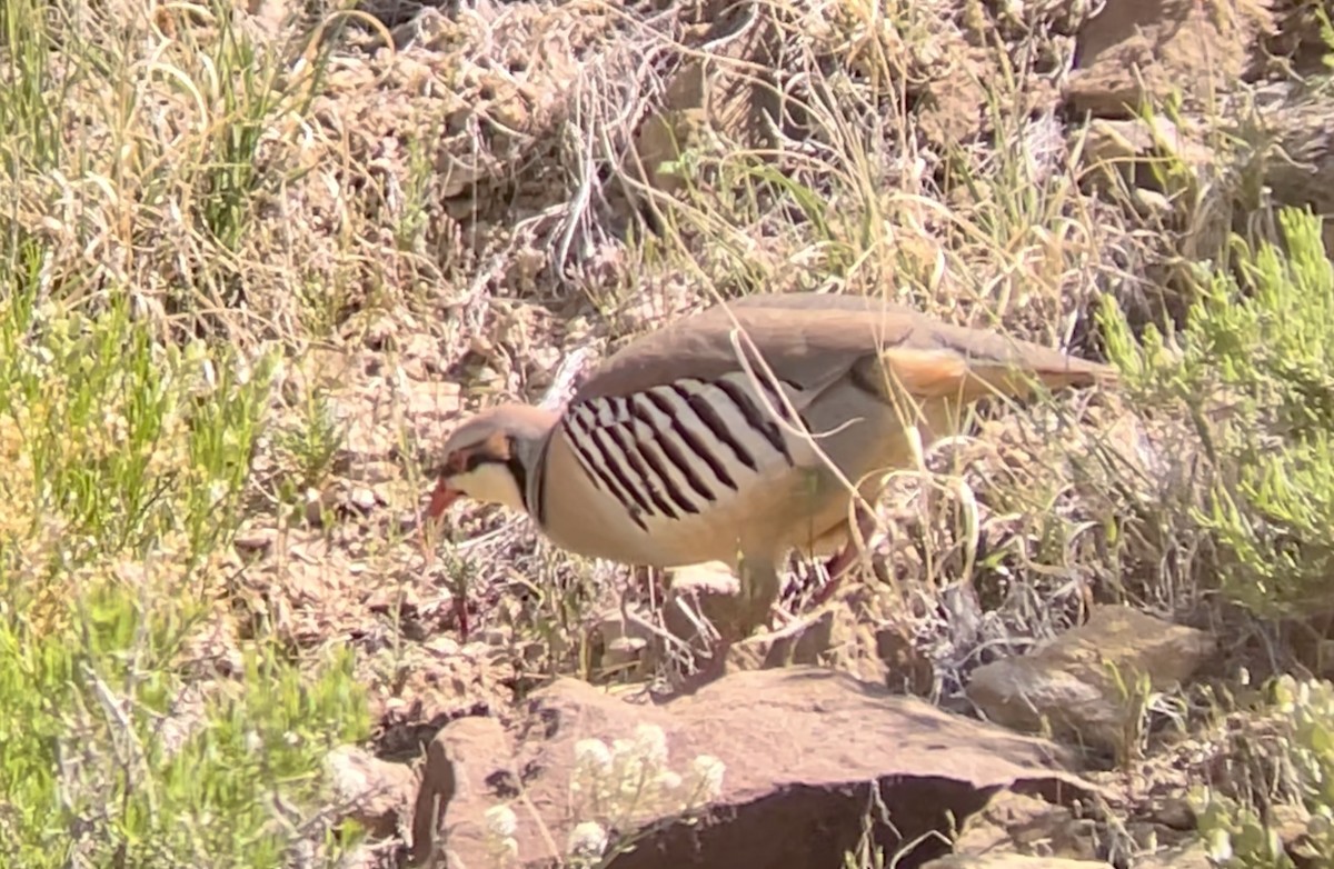 Chukar - ML646954334