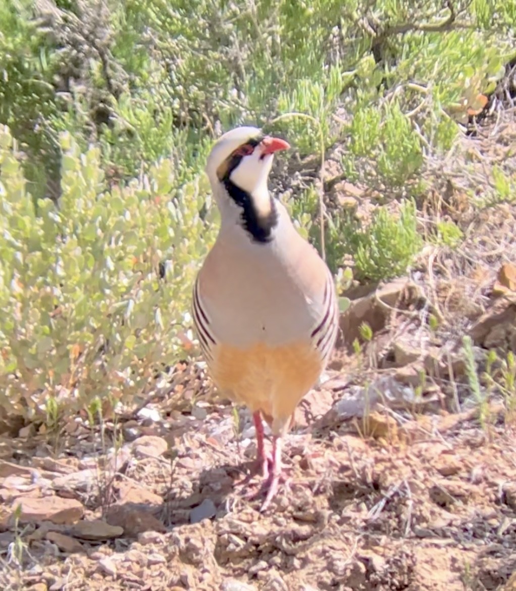 Chukar - ML646954335