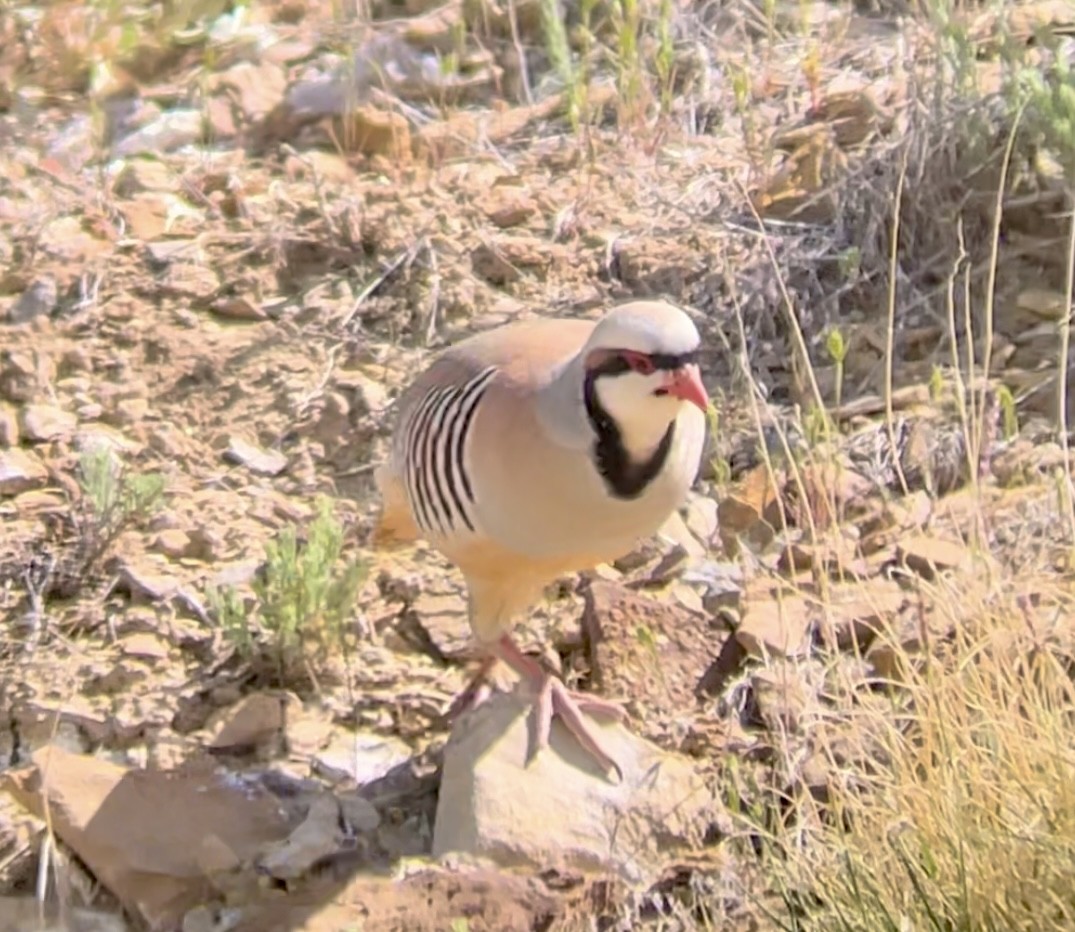 Chukar - ML646954336
