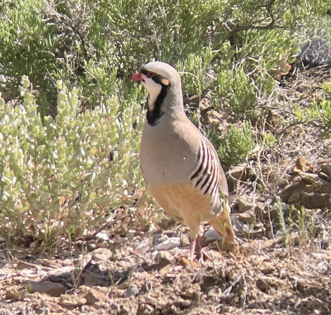 Chukar - ML646954337