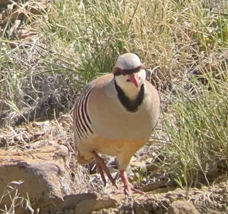 Chukar - ML646954338