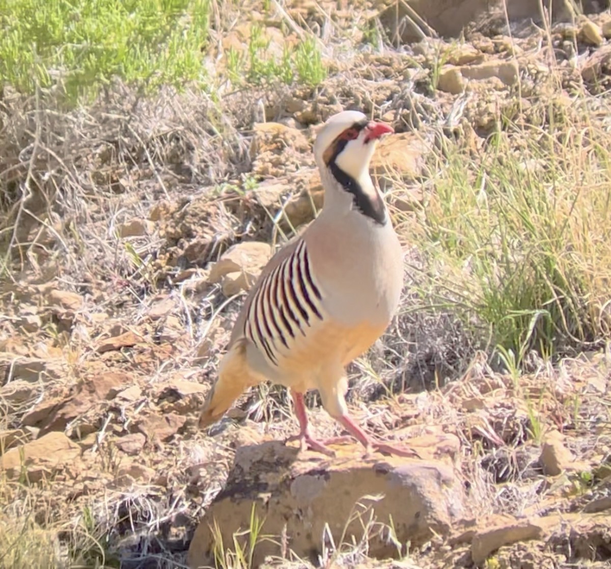 Chukar - ML646954339