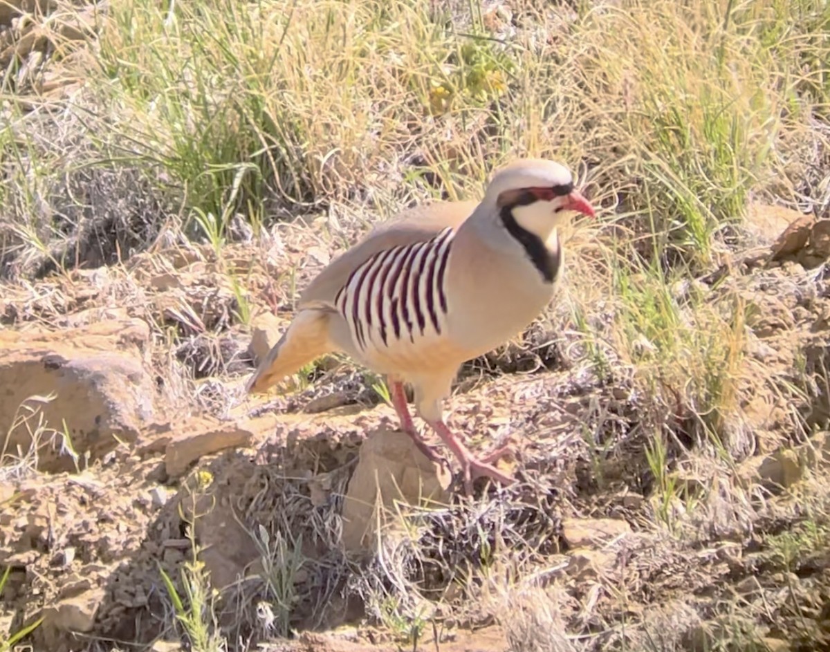 Chukar - ML646954340