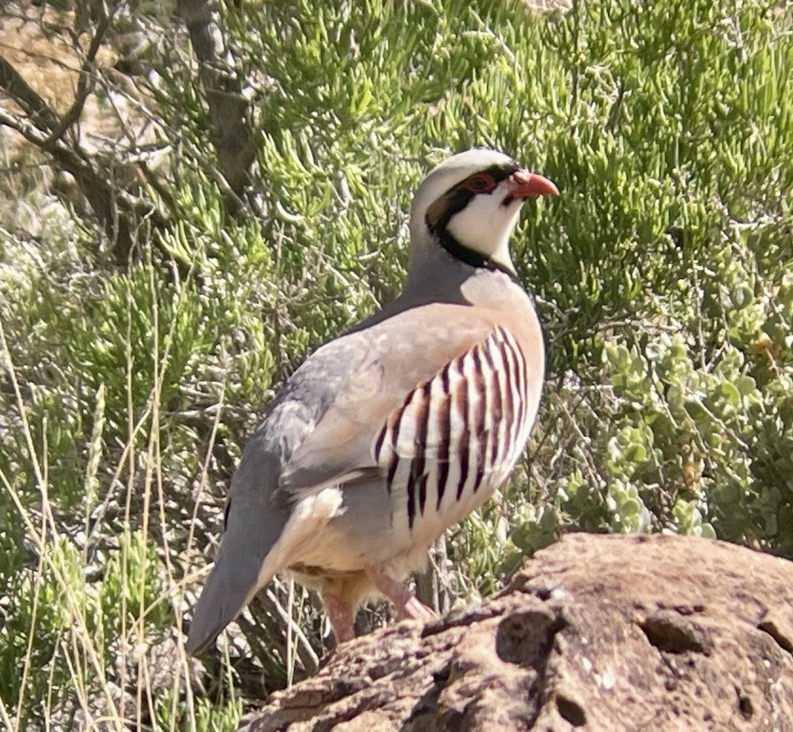 Chukar - ML646954341