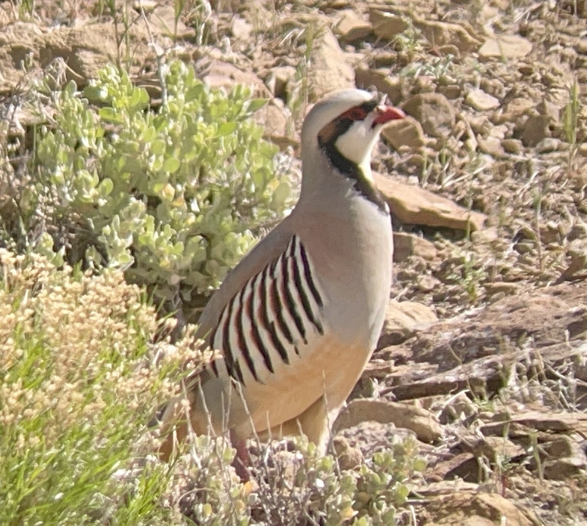 Chukar - ML646954342