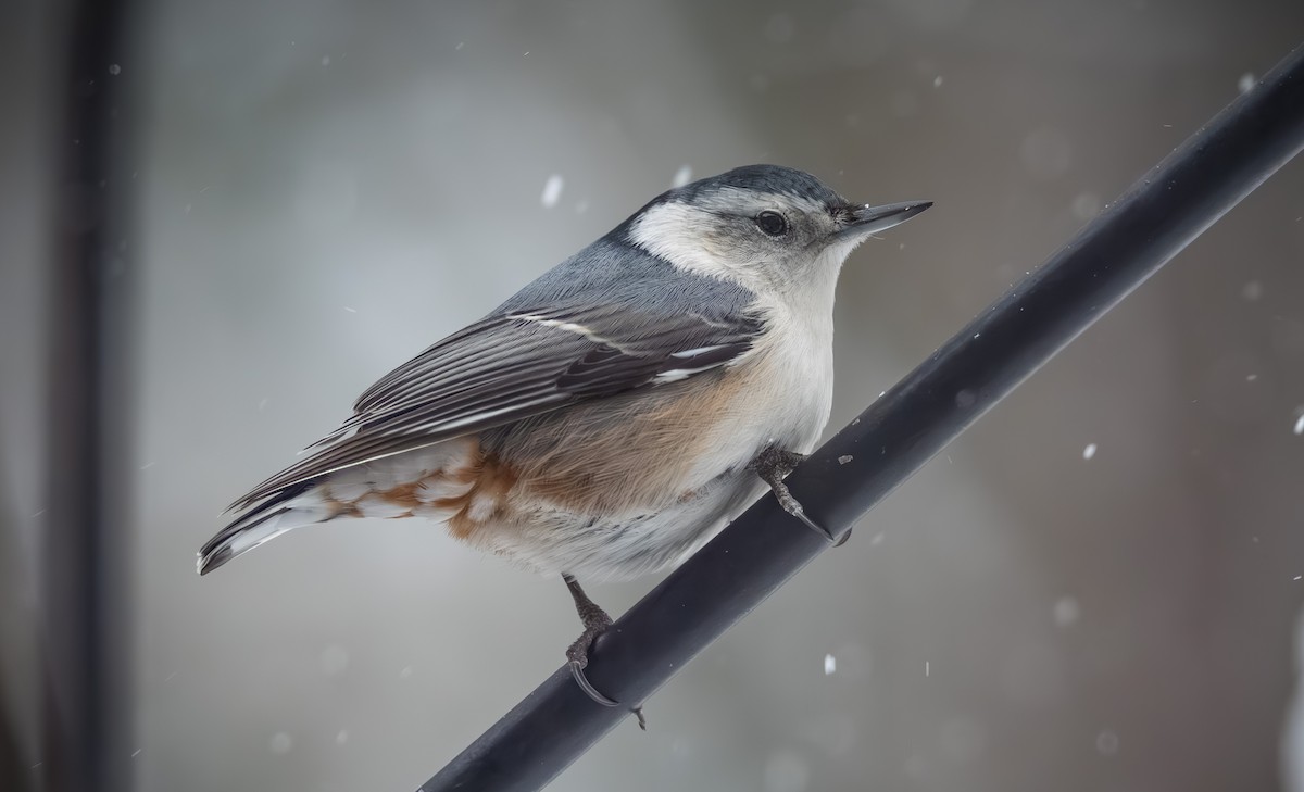 brhlík běloprsý - ML646954343