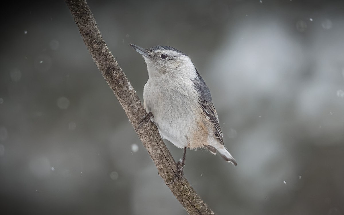 brhlík běloprsý - ML646954344